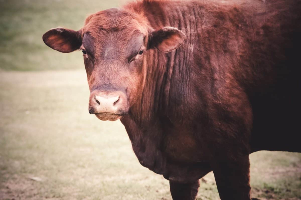 Akaushi Red Cattle Bull