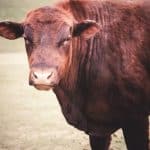 Akaushi Red Cattle Bull